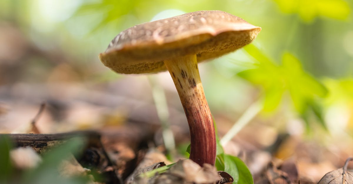 découvrez la biodiversité magique qui nous entoure, un monde fascinant rempli d'espèces uniques et de paysages enchanteurs. plongez dans l'émerveillement de la nature et explorez les trésors cachés de notre planète.