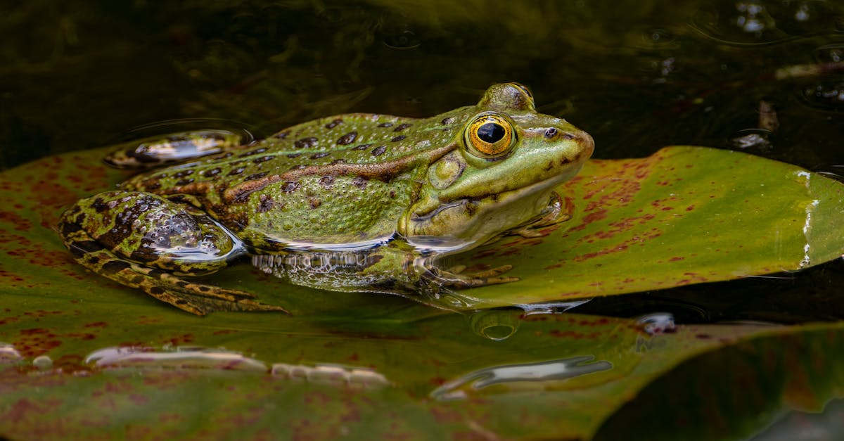 explorez la biodiversité magique qui embellit notre planète, révélant des écosystèmes étonnants, des espèces fascinantes et des merveilles naturelles. découvrez comment la protection de cette richesse biologique est essentielle pour notre avenir.