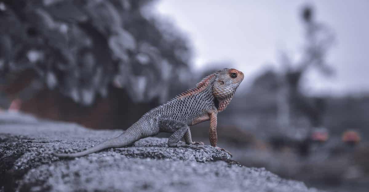 découvrez l'univers fascinant des dragons : créatures mythiques des légendes, symboles de force et de sagesse, leur histoire et leurs représentations à travers les cultures du monde.