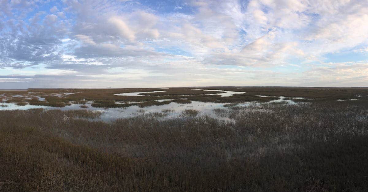 découvrez l'interconnexion des écosystèmes, leur diversité et leur importance pour la planète. apprenez comment les habitats naturels, les espèces et les relations écologiques contribuent à un environnement durable et équilibré.